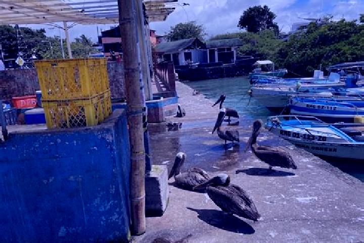 escort Puerto Ayora