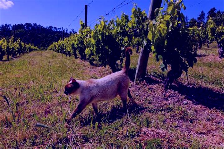 escort Quinta do Gato