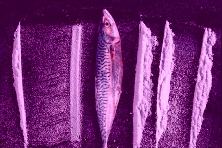 escort Rabo de Peixe