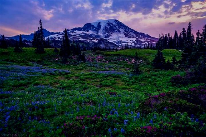 escort Rainier
