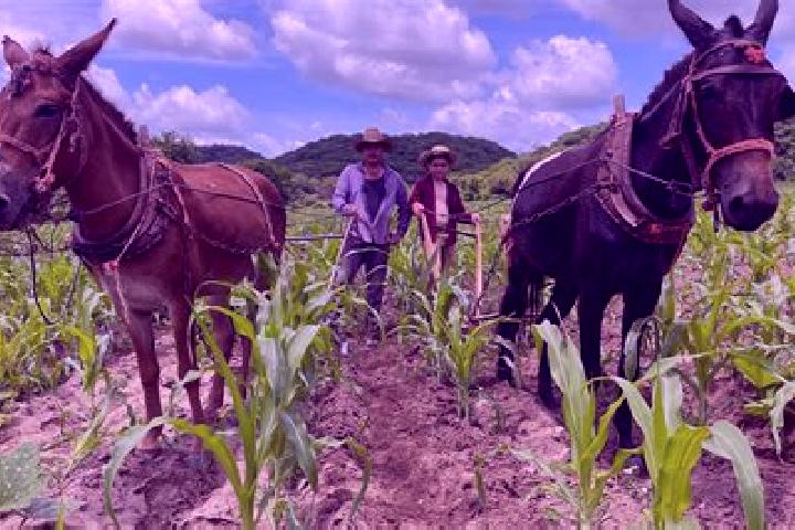 escort Rancheria de Pocitos