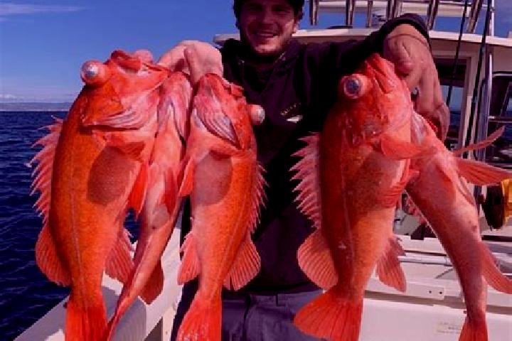 escort Rockfish