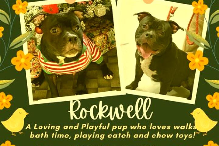 escort Rockwell