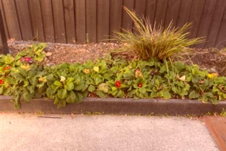 escort Rolleston