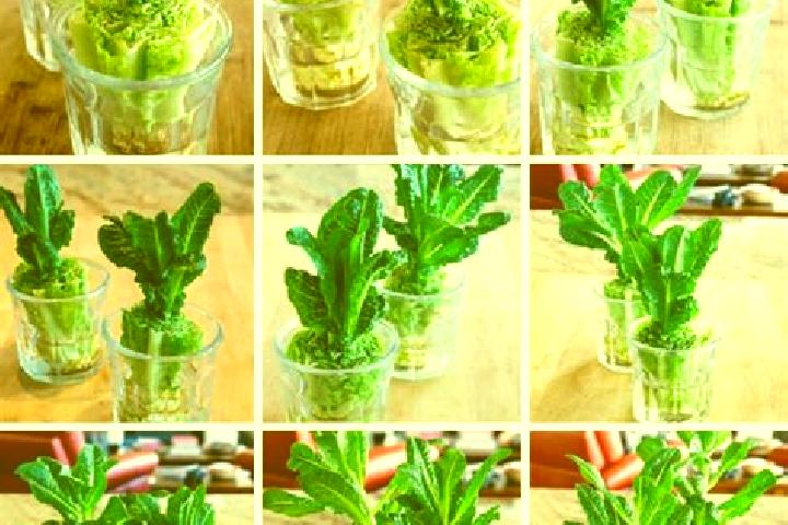 escort Romaine