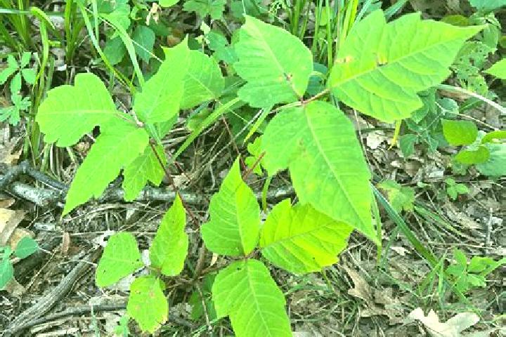 escort Root