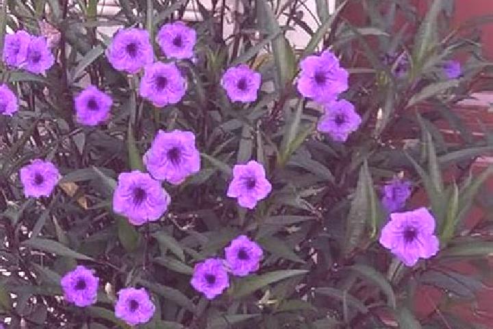 escort Rosa Morada
