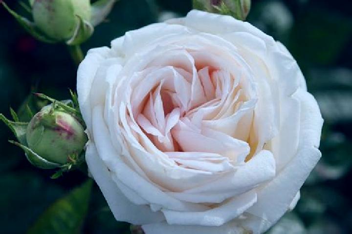 escort Rose Valley