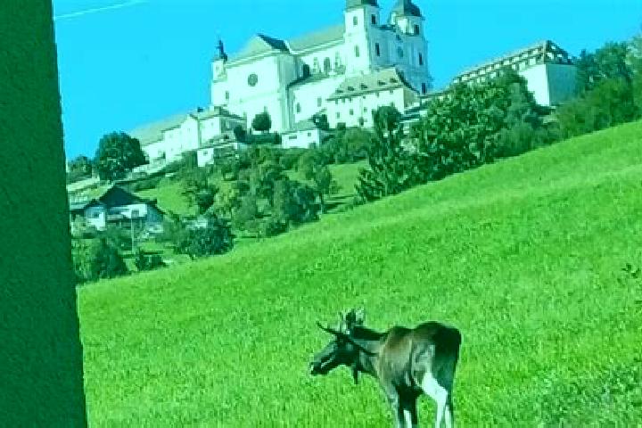 escort Rosenau am Sonntagberg