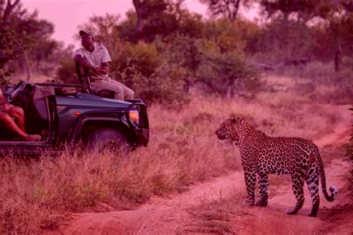 escort Sabi-Sand Game Reserve