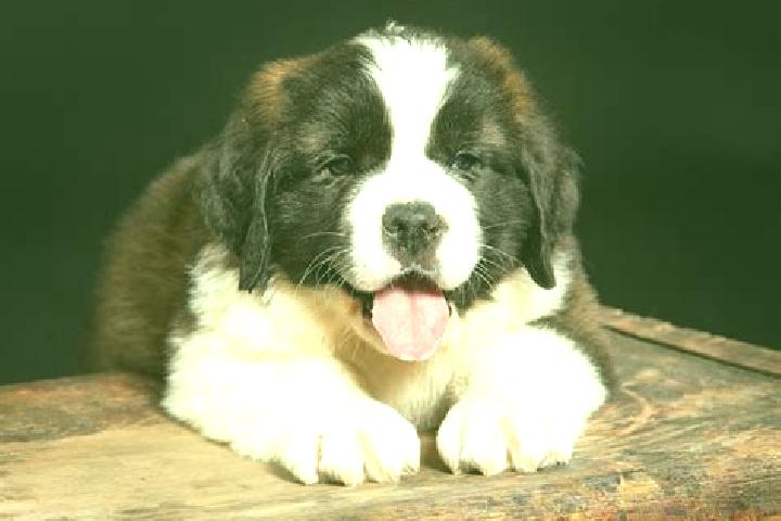 escort Saint Bernard
