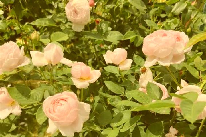 escort Saint Rose