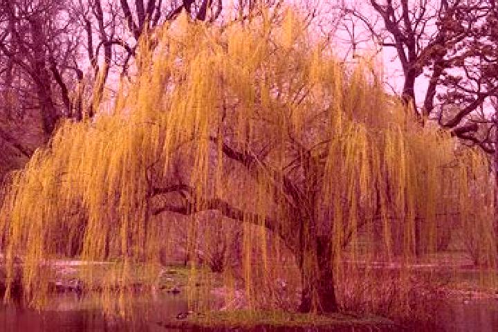 escort Salix