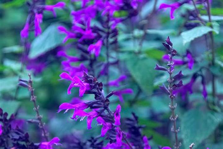 escort Salvias