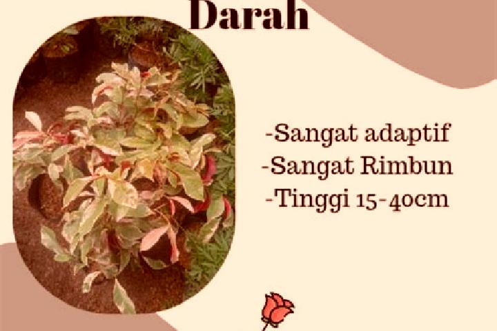 escort Sambang