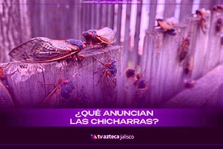 escort San Jose las Chicharras