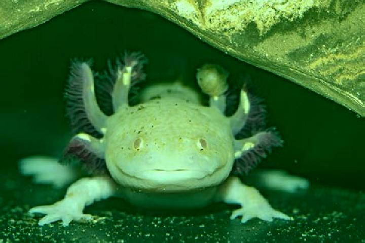 escort San Rafael Axolota