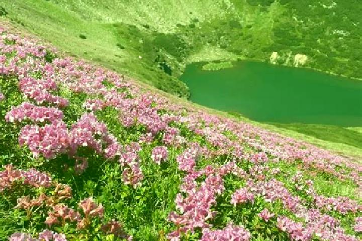 escort Sannicolau de Munte