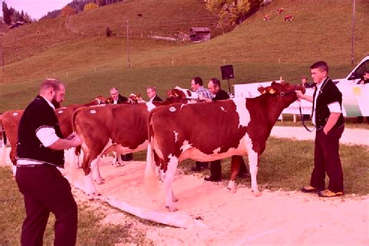 escort Schangnau