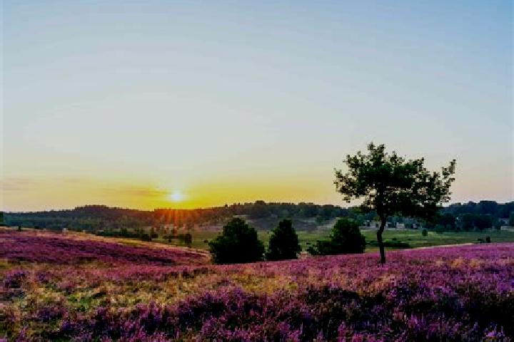escort Schneverdingen