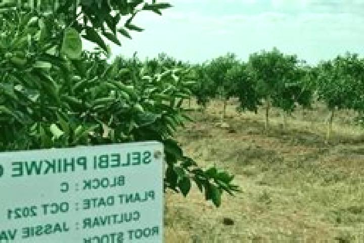 escort Selebi-Phikwe