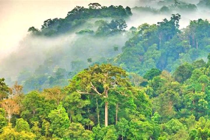 escort Selva