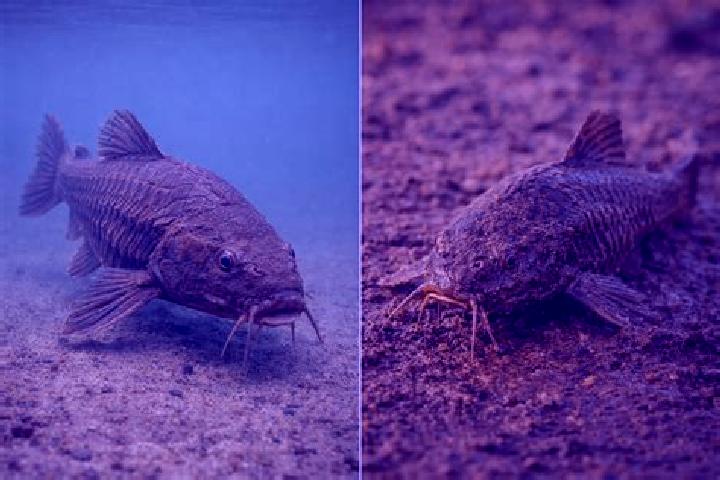 escort Sem-Peixe