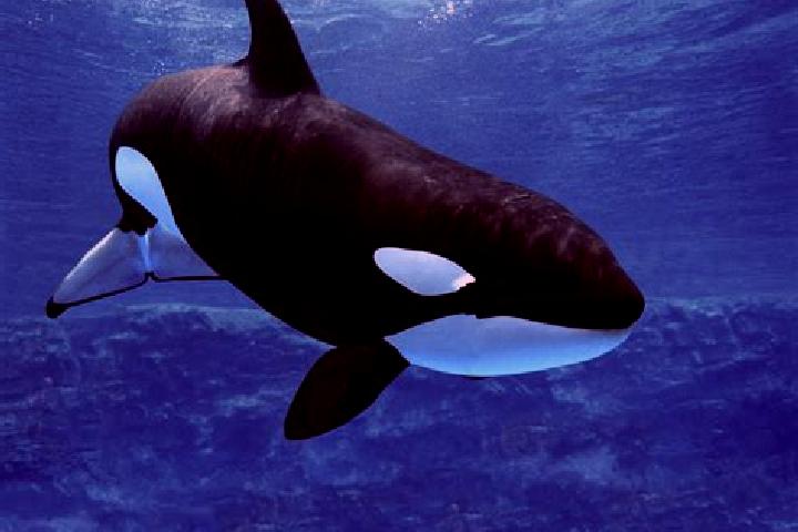 escort Shamu
