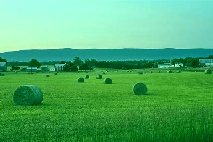 escort Shenandoah Farms