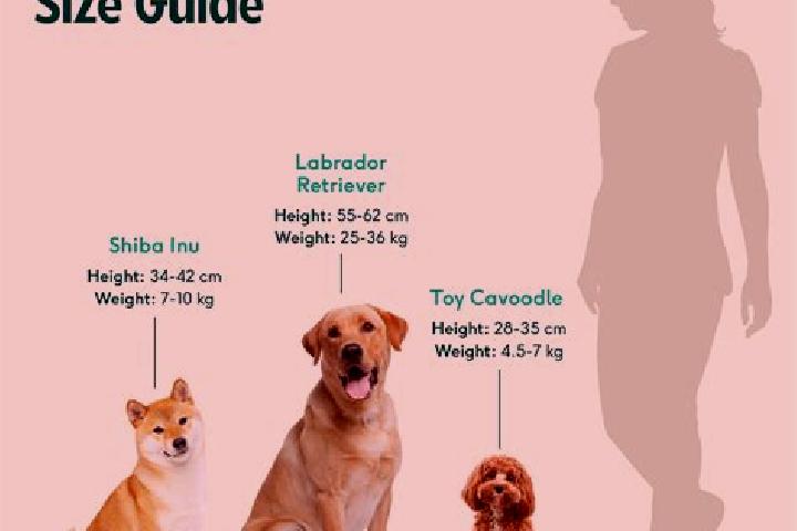 escort Shiba