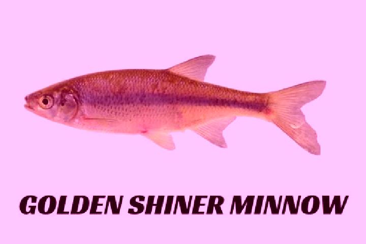 escort Shiner