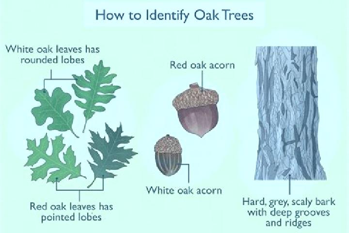 escort Shrub Oak