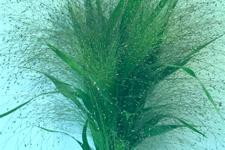 escort Silk Grass