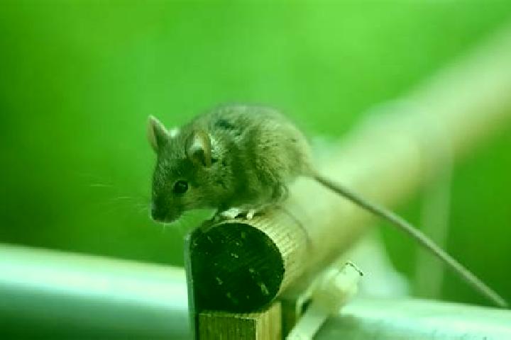 escort Souris