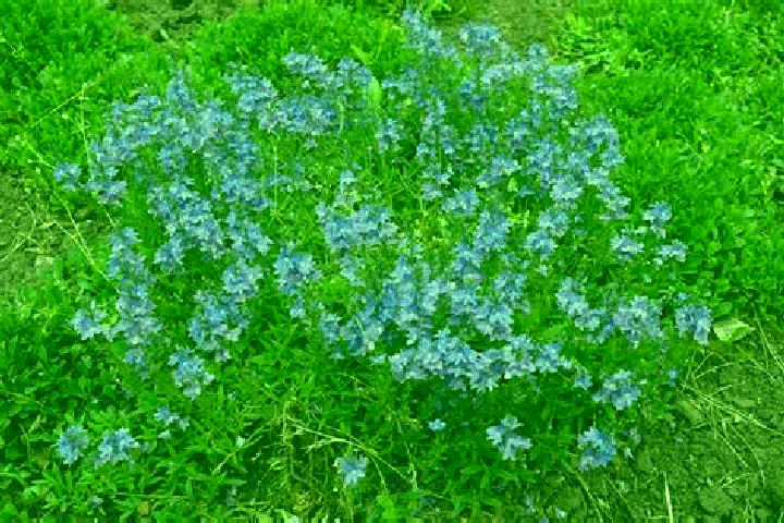 escort Speedwell
