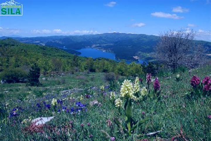 escort Spezzano della Sila