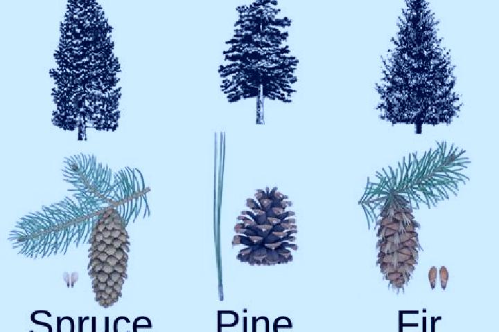 escort Spruce Pine