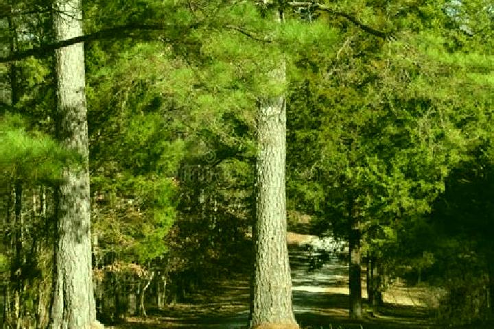 escort Standing Pine