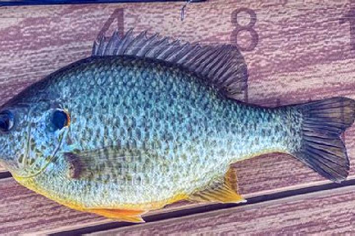 escort Sunfish Lake