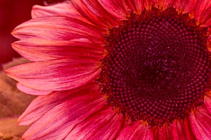 escort Sunflower