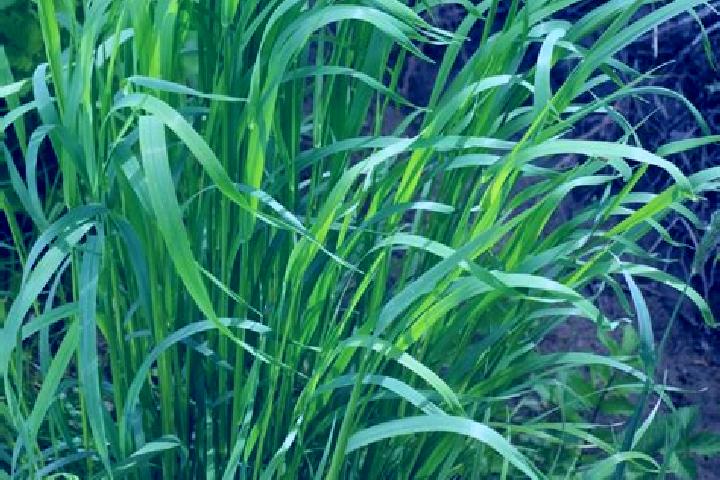 escort Sweet Grass