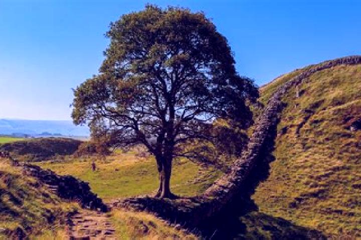 escort Sycamore