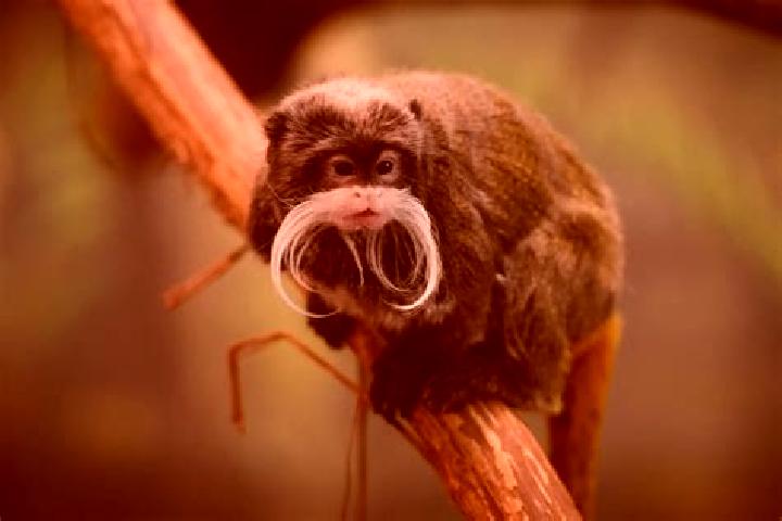 escort Tamarin