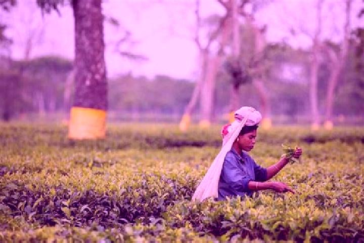 escort Tea Gardens