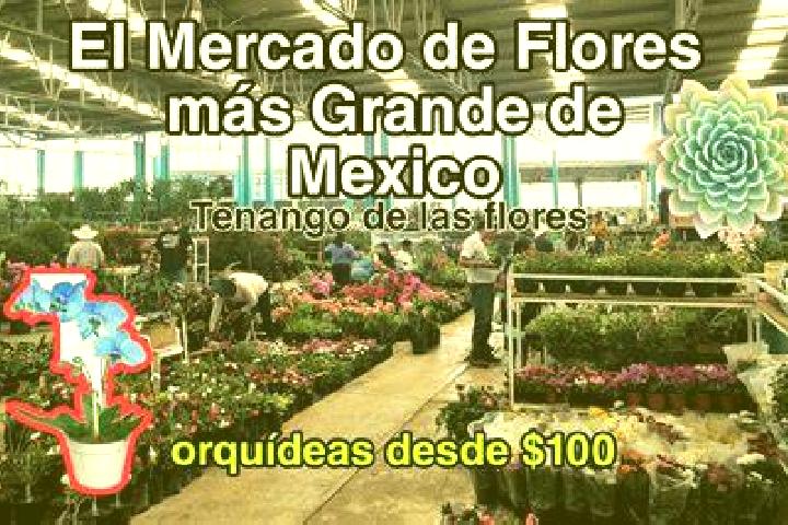 escort Tenango de las Flores