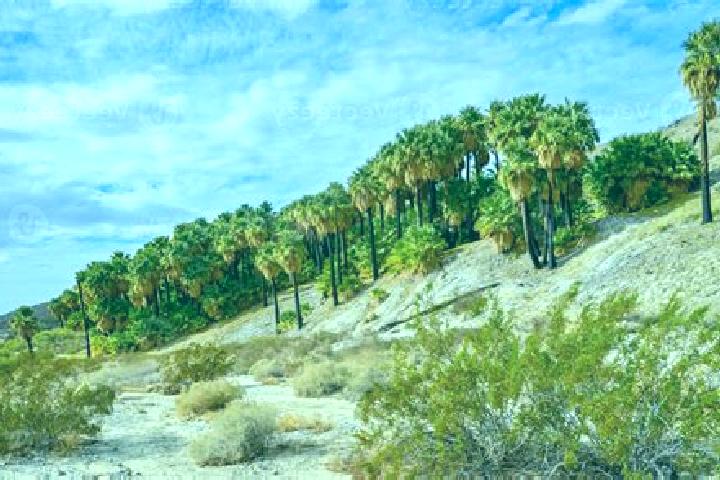 escort Thousand Palms
