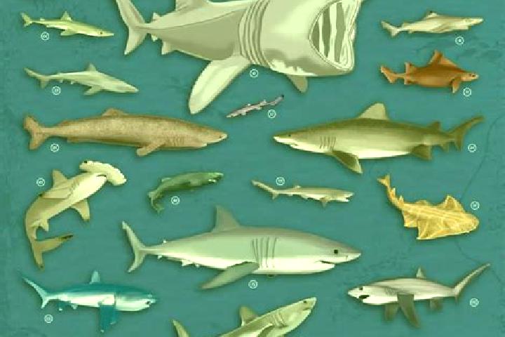 escort Tiburones