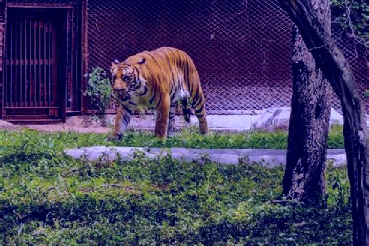 escort Tigre