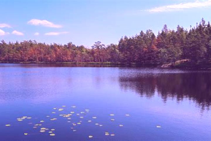 escort Timber Lake