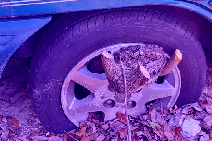 escort Tire